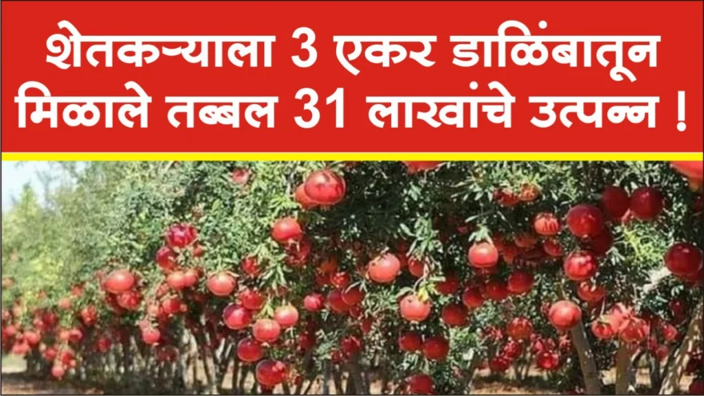 Pomegranate Farming Success Story