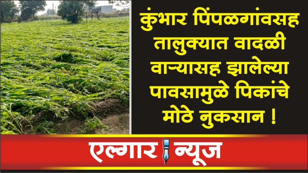 Heavy loss of crops due to rain